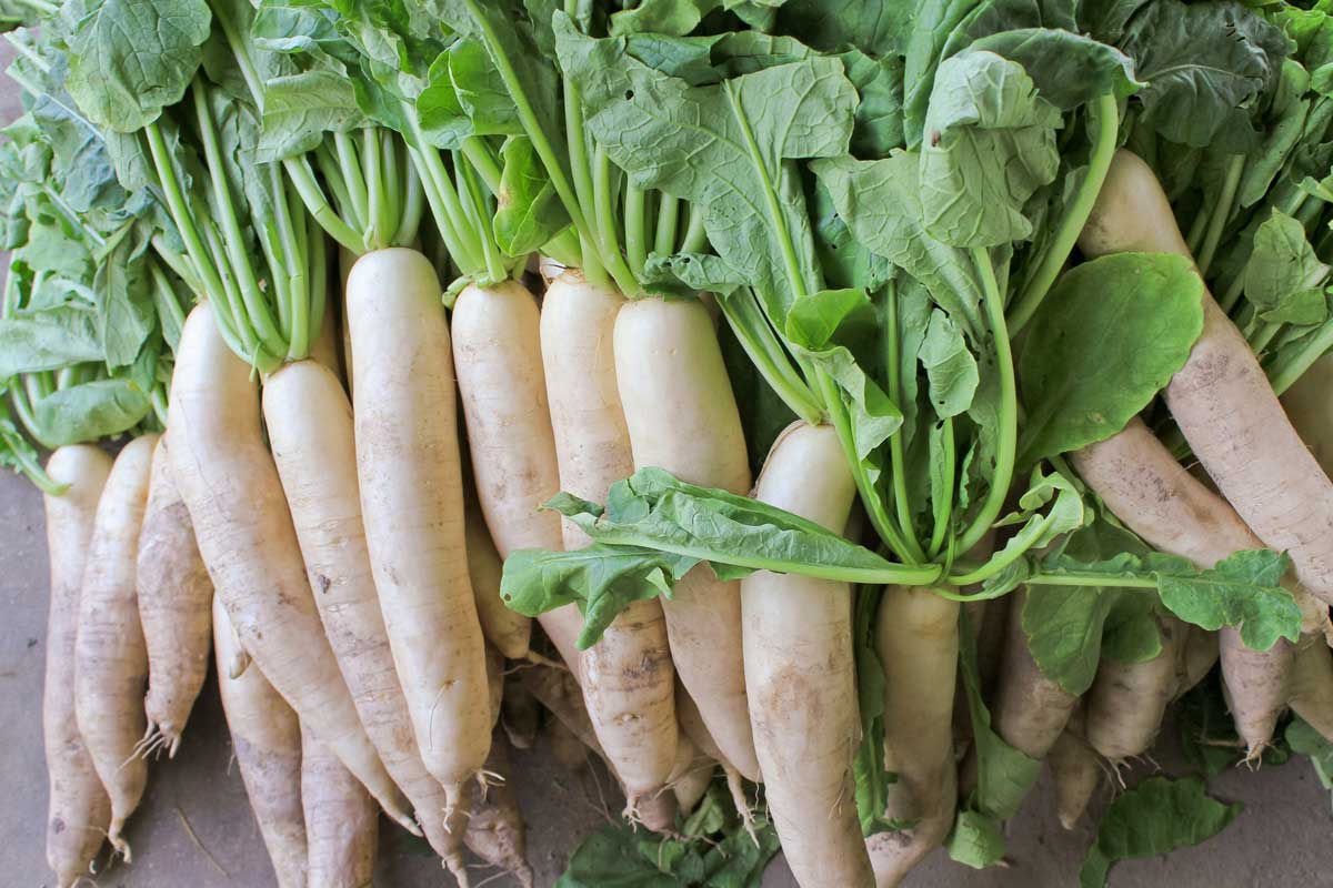 Daikon Radish