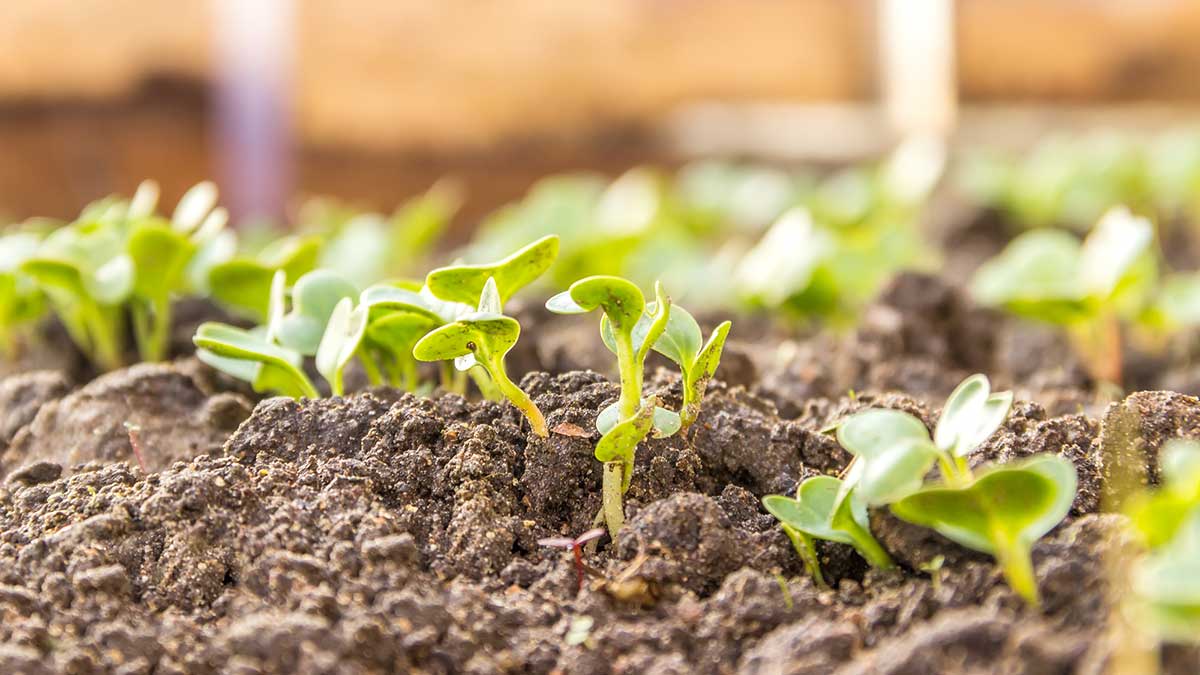 young radish sprouts