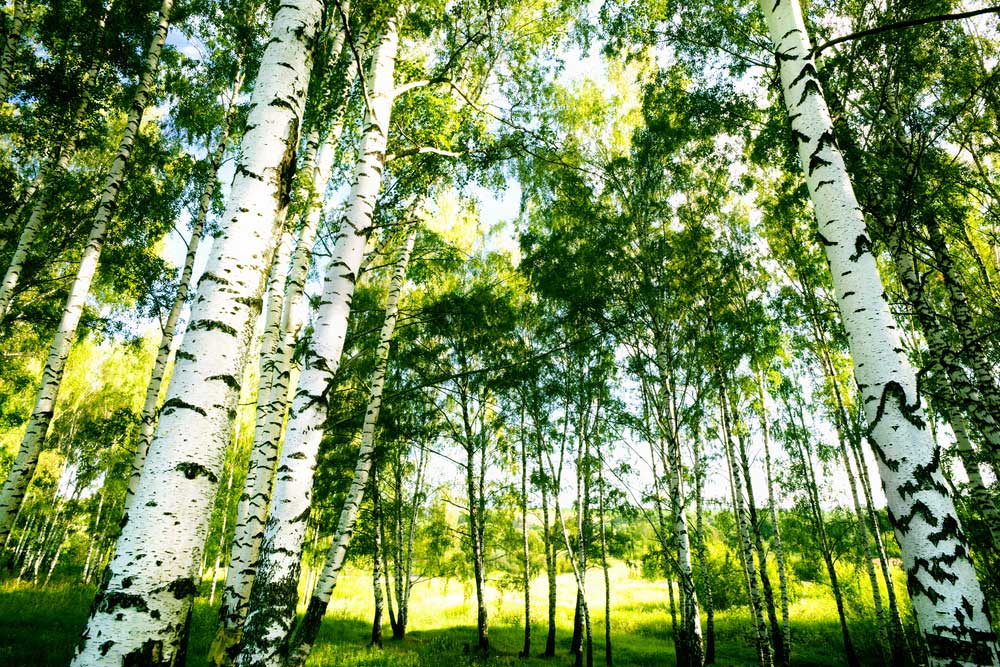 birch trees