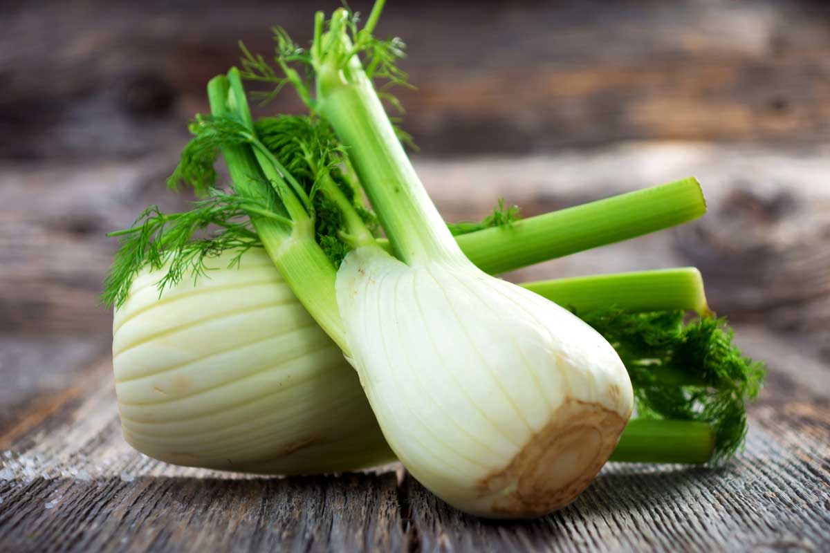 Fennel bulb