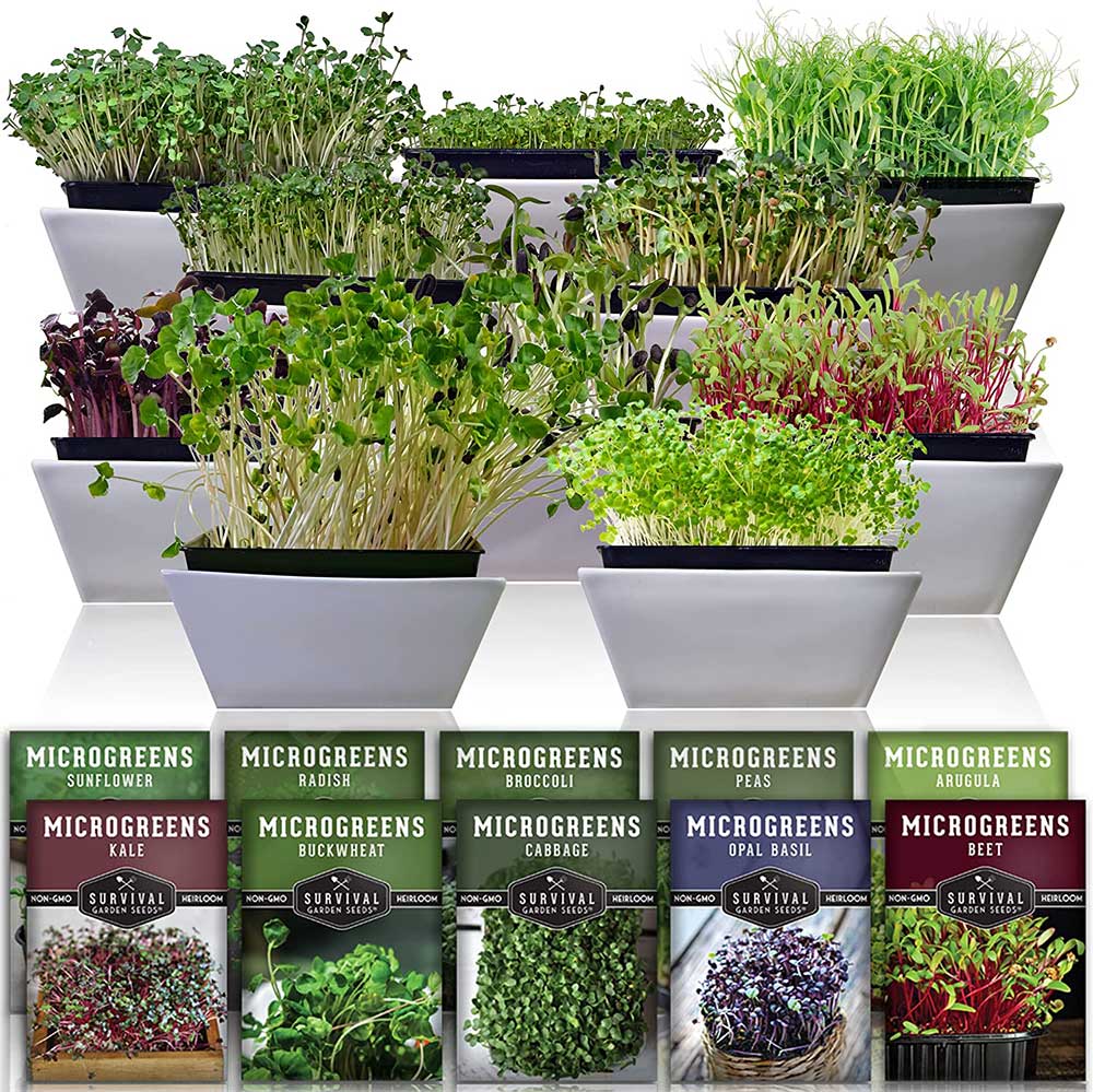 grow microgreens