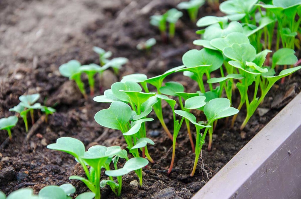 The Amazing Health Benefits of Eating Radish Sprouts