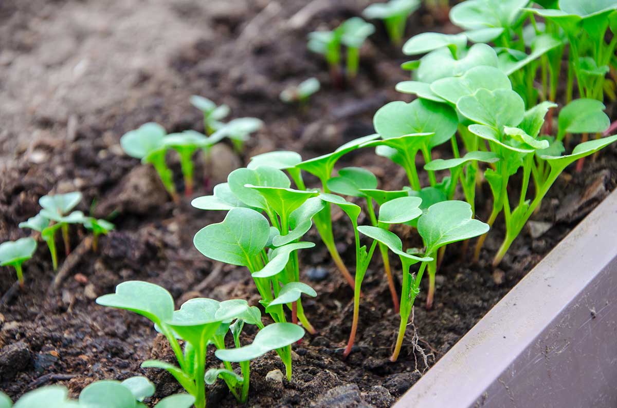 growing radish sprouts