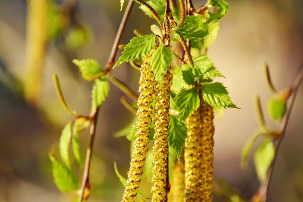 male and female catkins