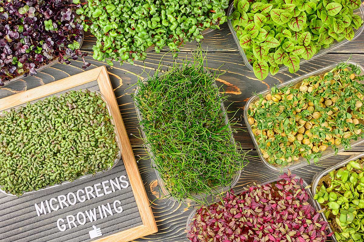 microgreens