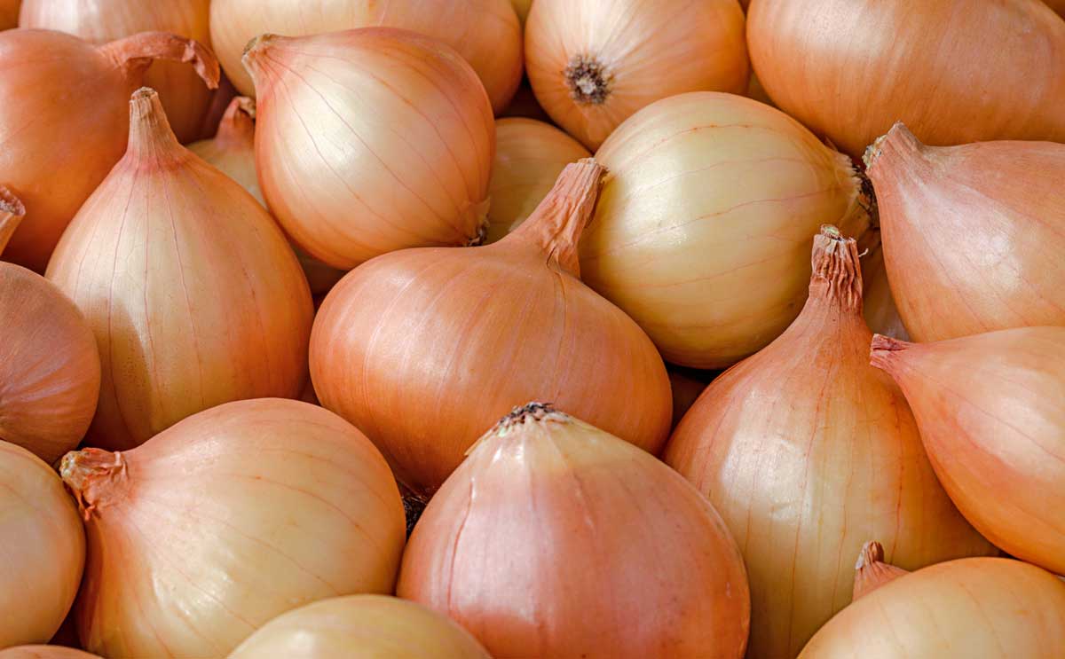 onions 