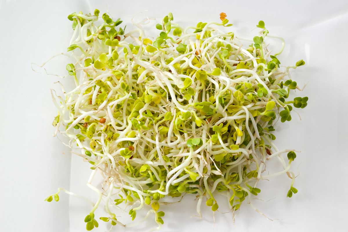 radish sprouts