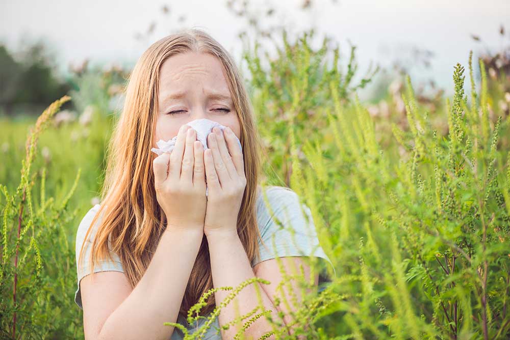 ragweed allergy