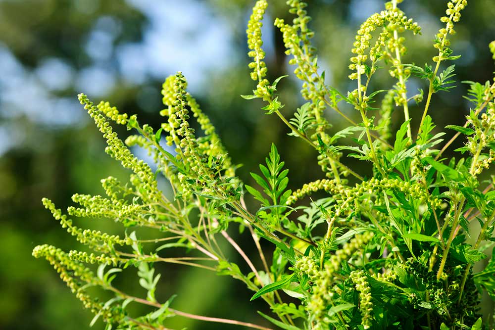 ragweed