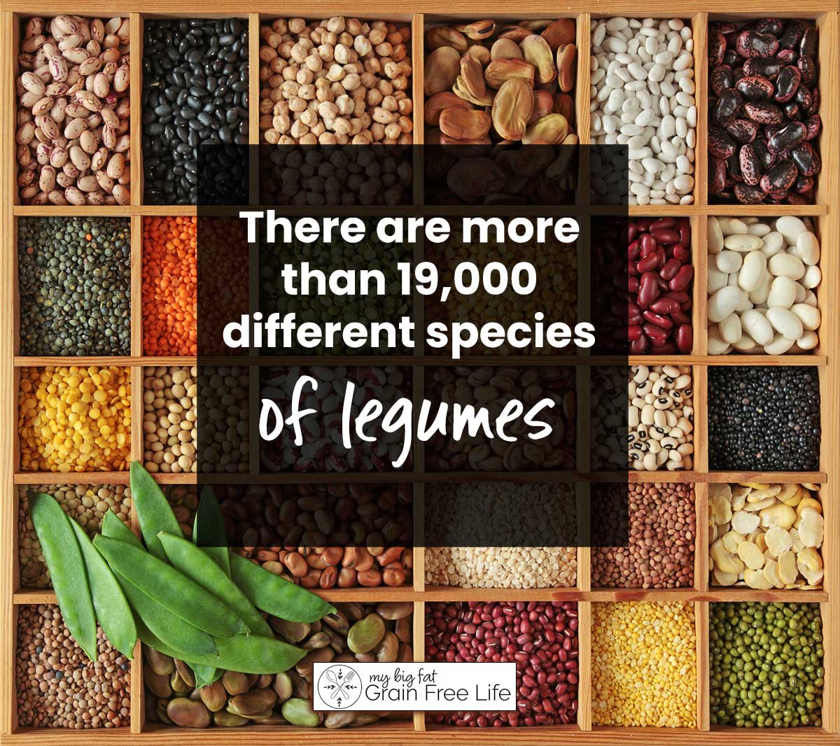 types of legumes