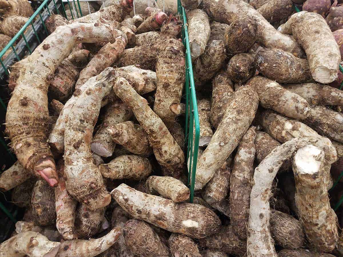 pile of malanga