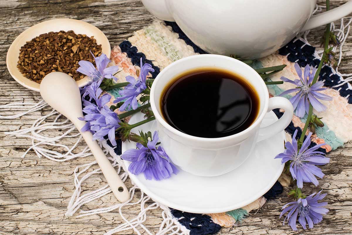 Chicory Coffee (Or Tea): What Is It And How To Make It