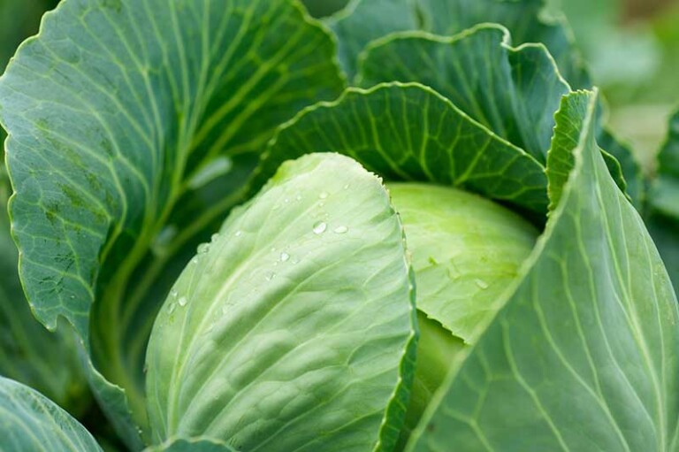 The Ultimate Cruciferous Vegetables List & Complete Guide
