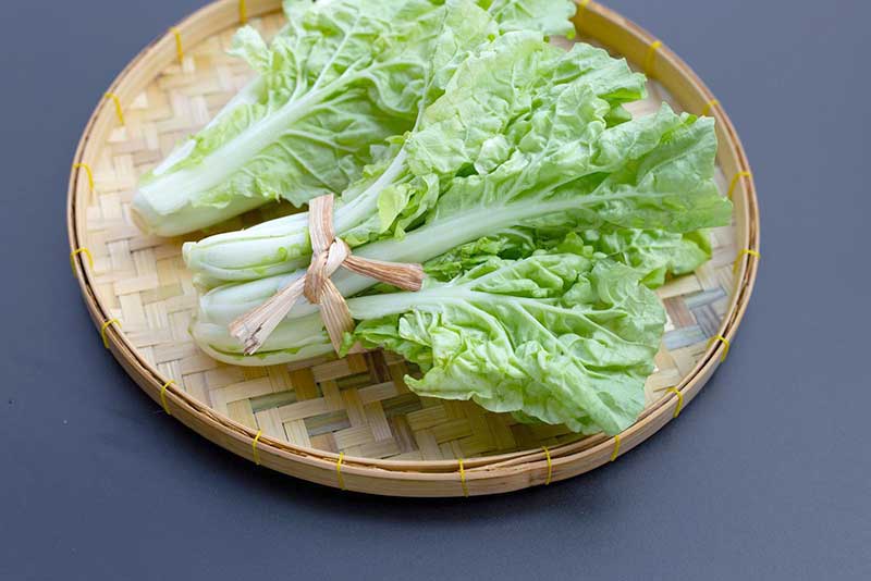 Chinese Cabbage