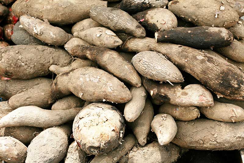 Chinese yam