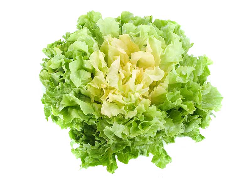 Escarole Lettuce