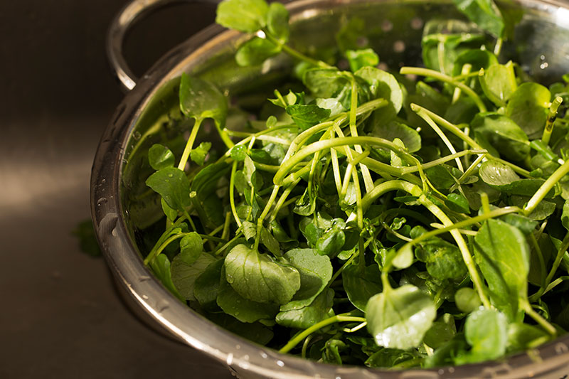 Watercress