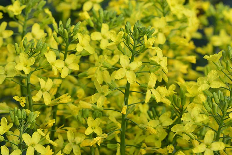 4 petal broccoli flowers