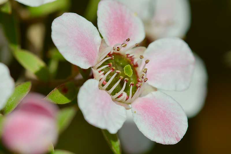 flowering manuka-bush manuka honey new zealand