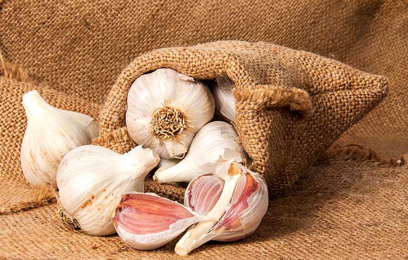 Garlic