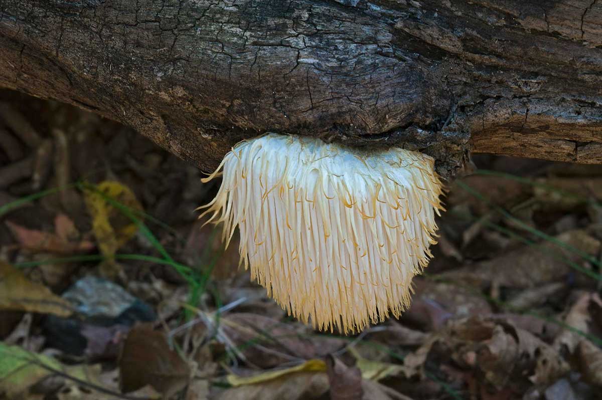 Lion’s Mane