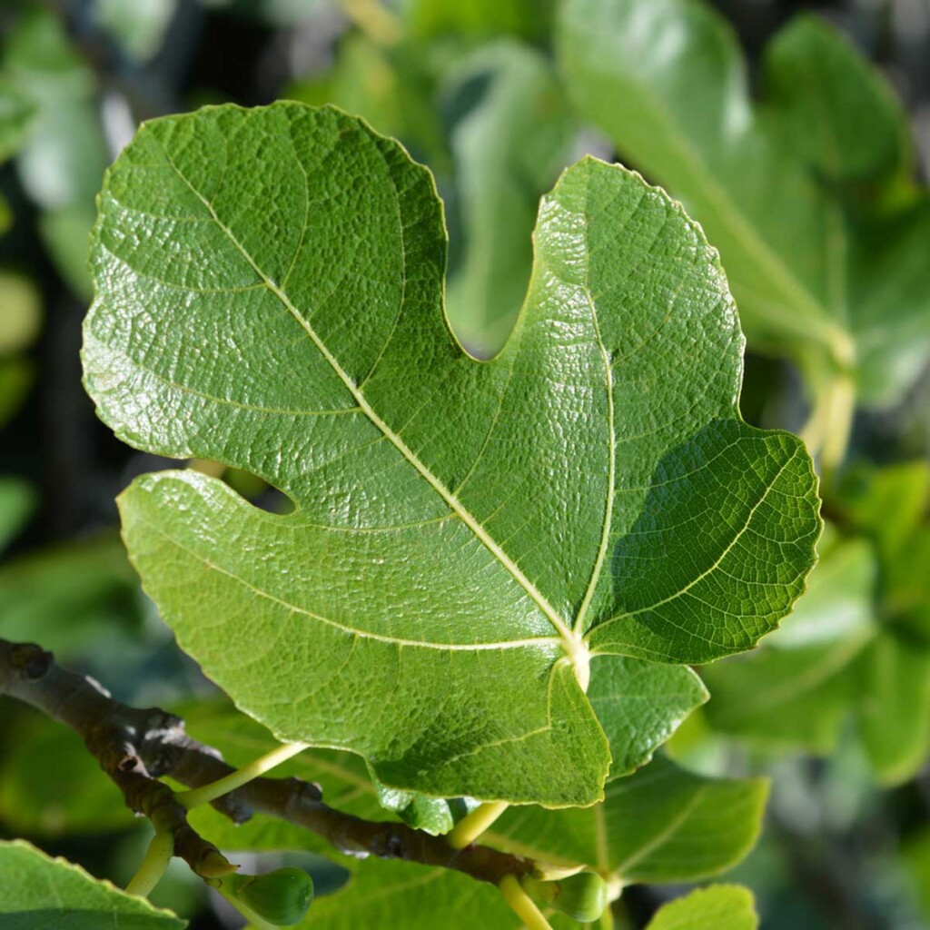 47 Health Benefits Of Fig Leaves Nutrition Facts Uses 