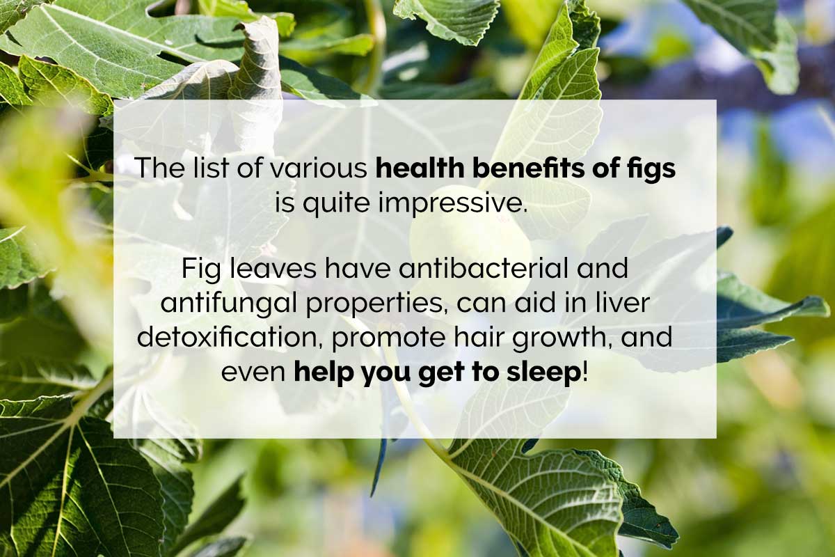 fig leaf benefits