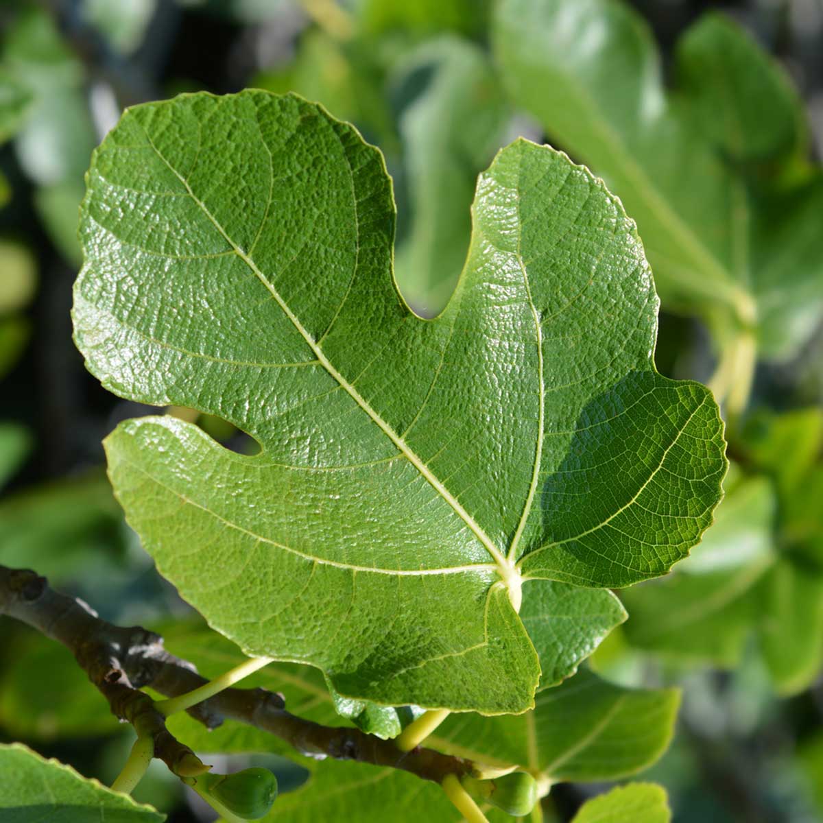 fig leaf