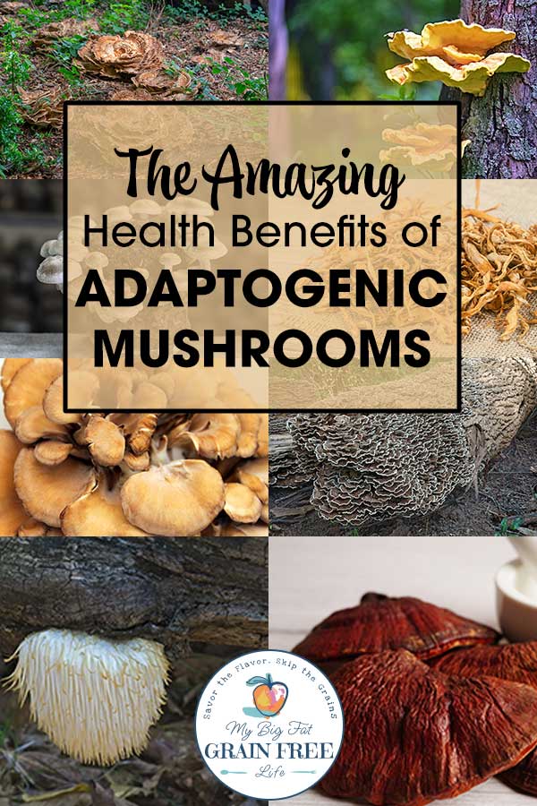 adaptogenic mushrooms