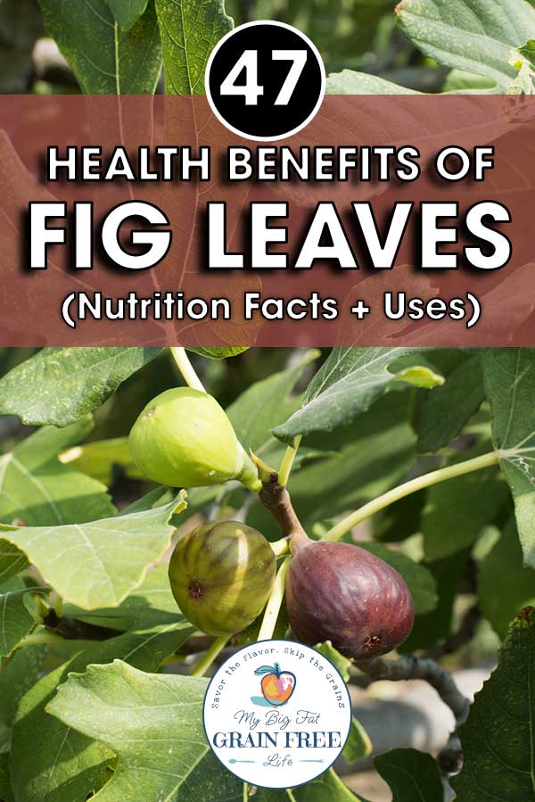47 Health Benefits of Fig Leaves (Nutrition Facts + Uses)