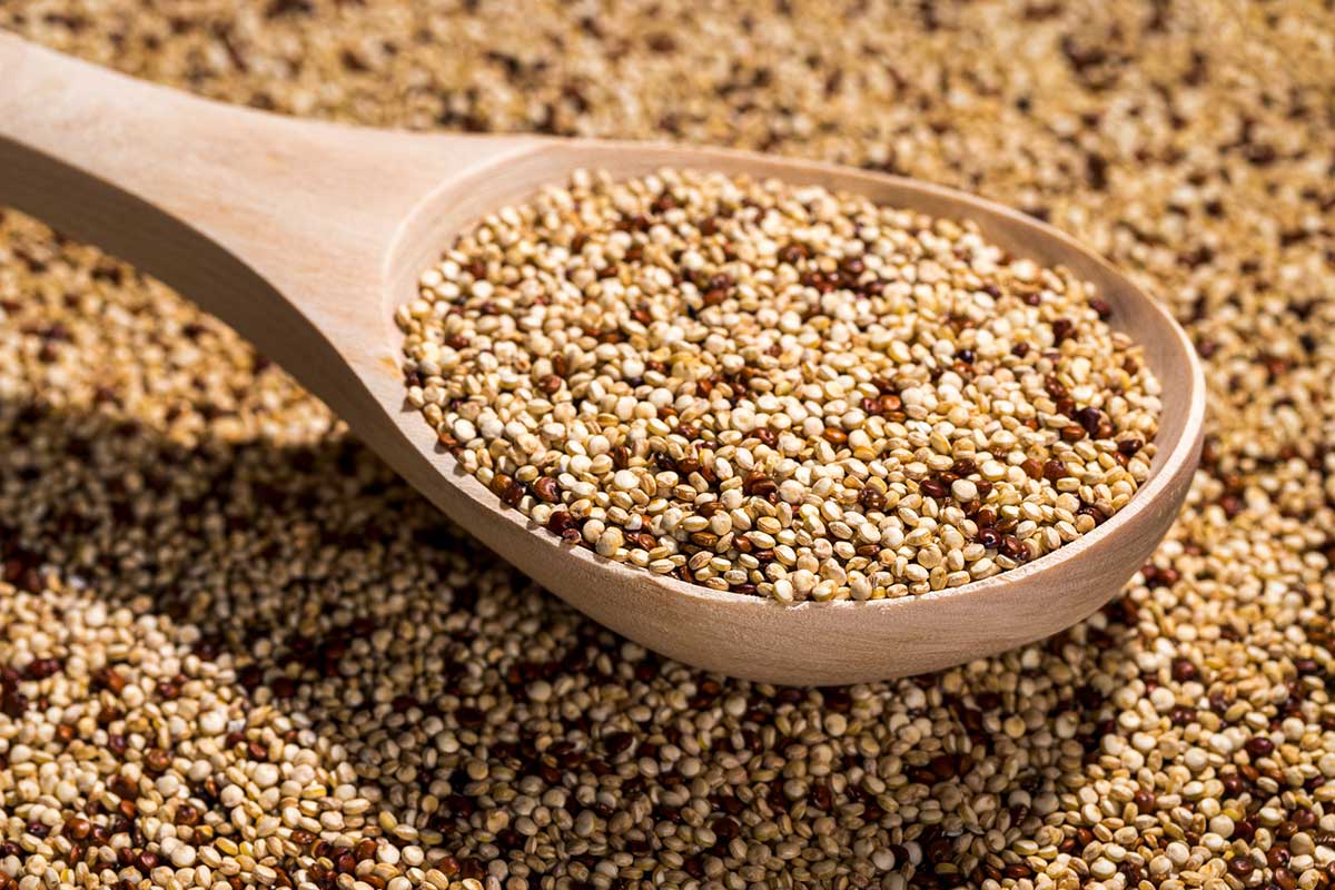 Quinoa