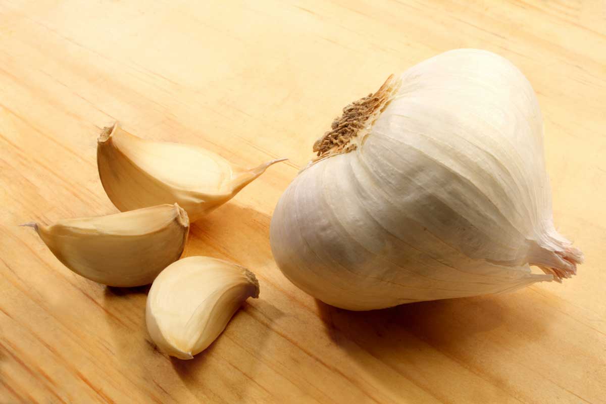 Garlic