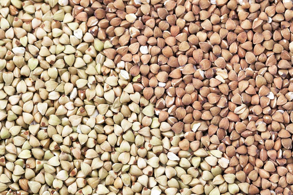 Buckwheat