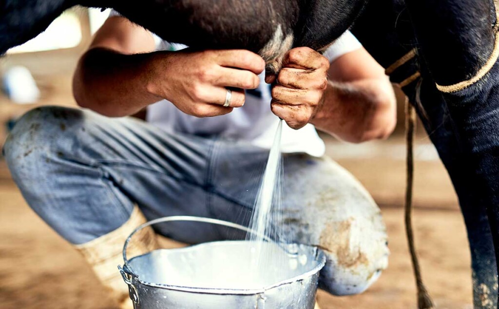milking a cow