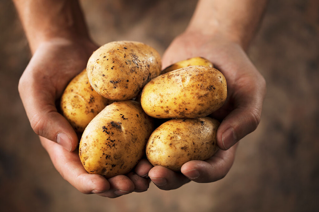 Russet potatoes