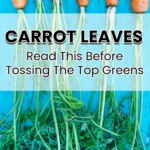 carrot leaves