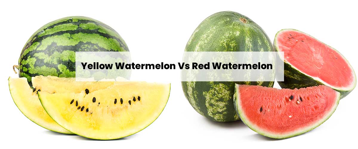 Yellow Watermelon vs Red Watermelon