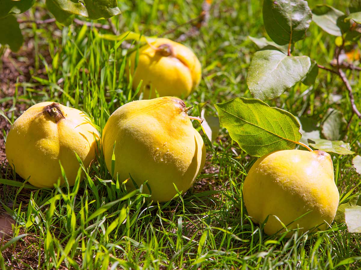 quince fruit on the ground
