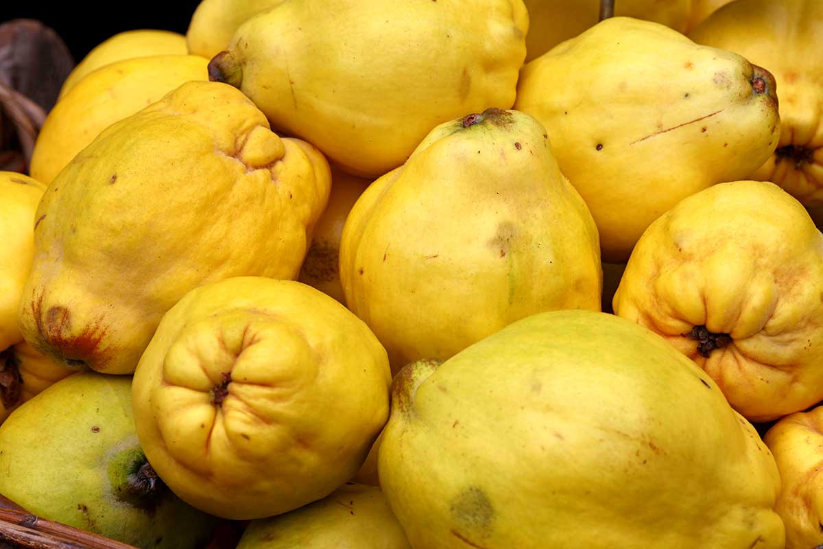 quince fruits