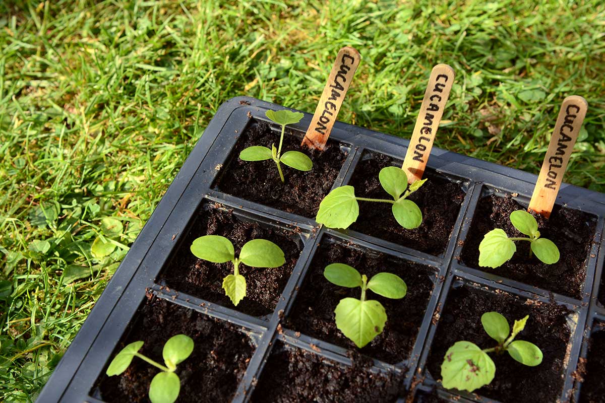 cucamelon seedlings