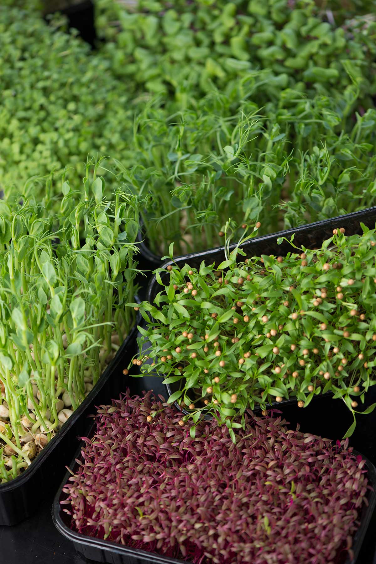 types of microgreens