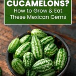what are cucamelons
