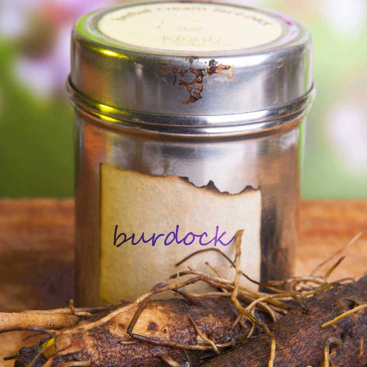 Burdock Root Tea: Health Uses, Benefits + How to Make It